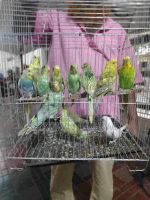 Beautiful and Healthy Budgerigar Bird for Sale