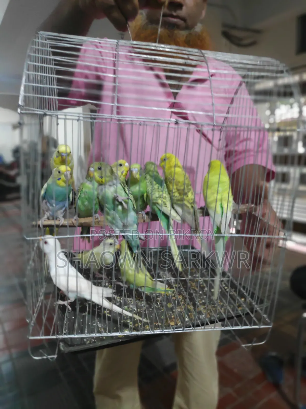 Beautiful and Healthy Budgerigar Bird for Sale