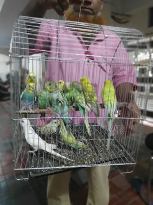 Beautiful and Healthy Budgerigar Bird for Sale