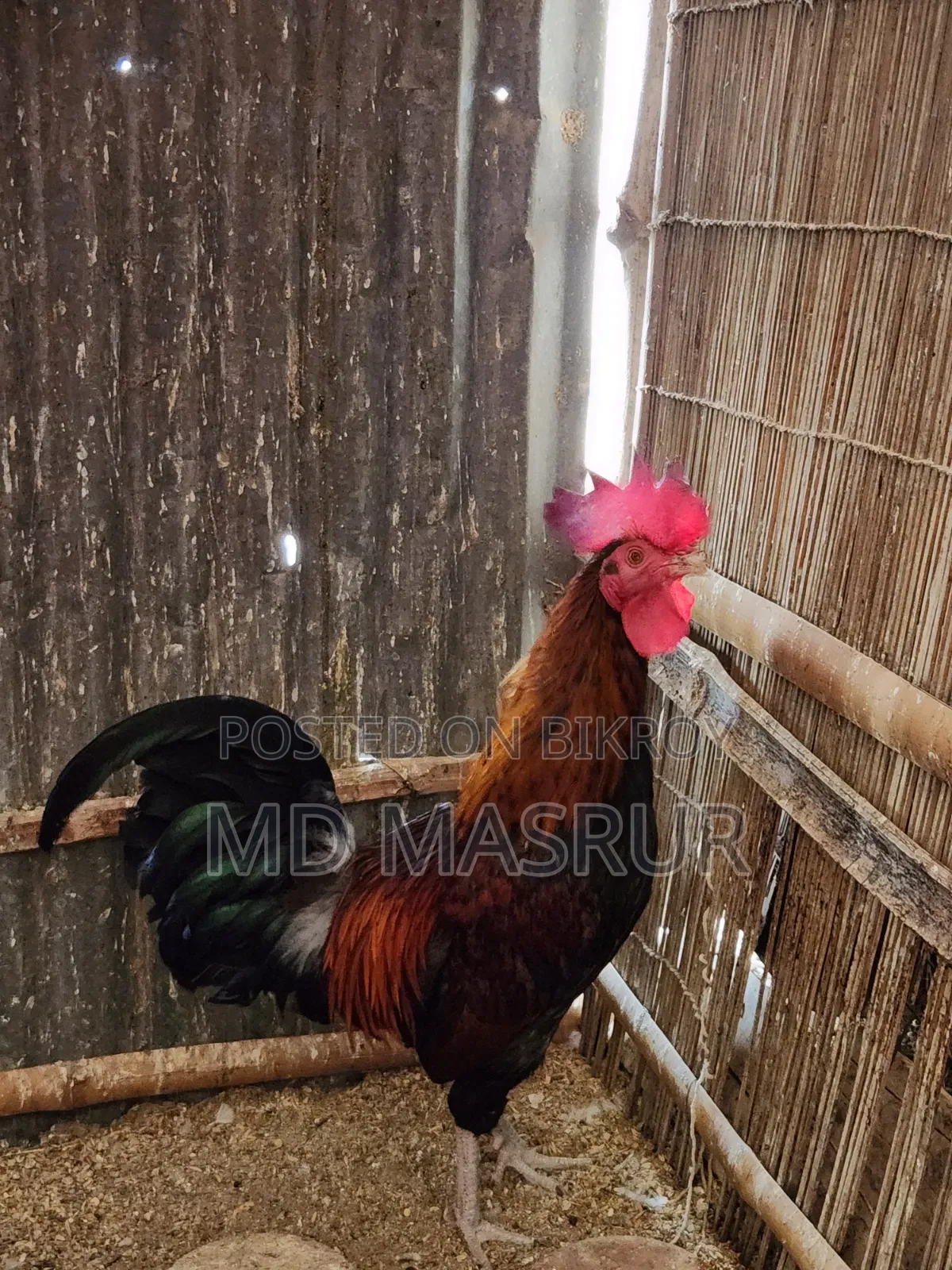 Pure Deshi Rooster
