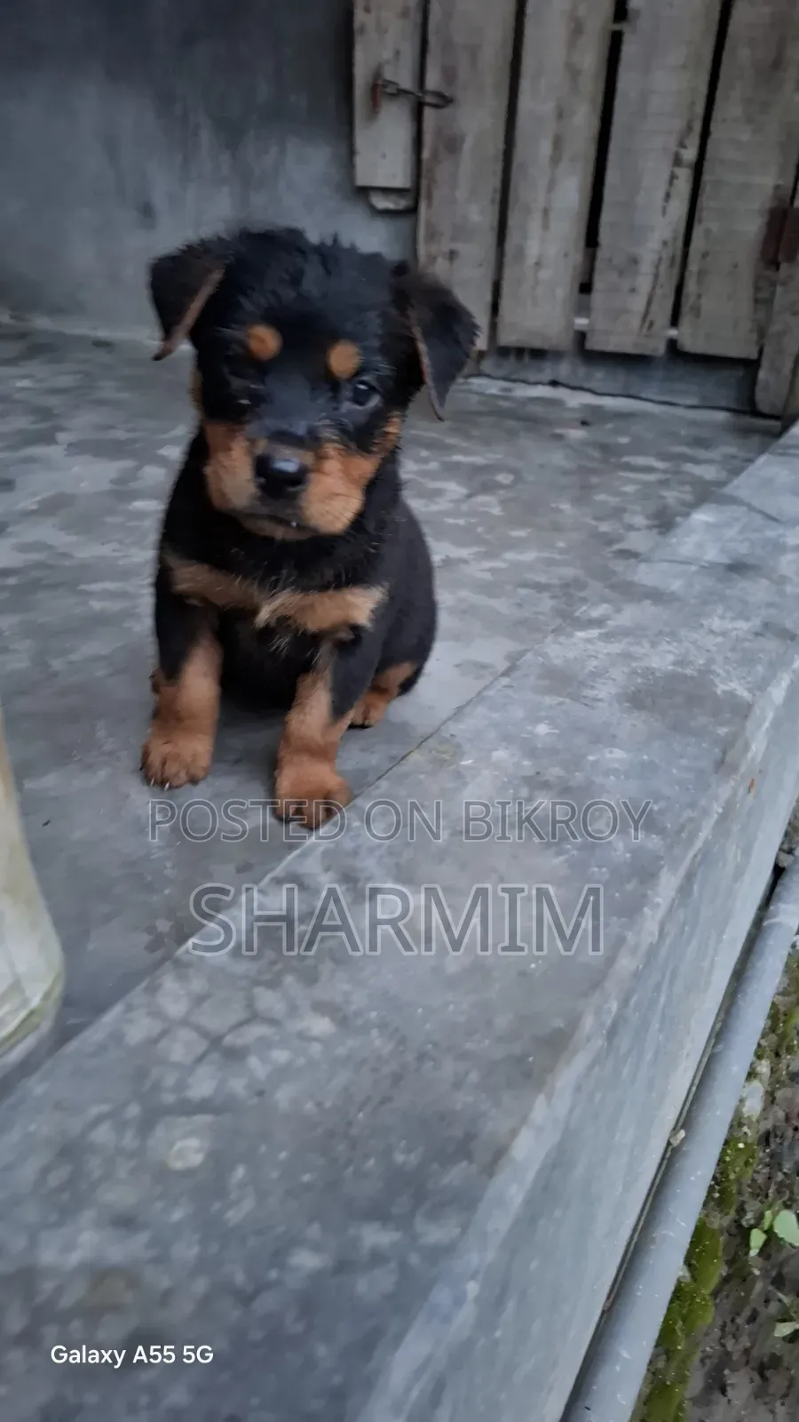 ১-৩ মাসের ফিমেল পিউরব্রেড রটওয়েলার