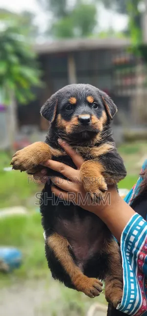 ১-৩ মাসের ফিমেল পিউরব্রেড রটওয়েলার