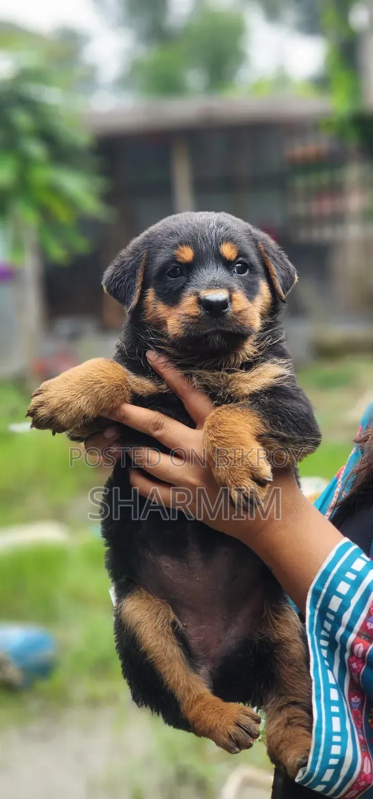 ১-৩ মাসের ফিমেল পিউরব্রেড রটওয়েলার