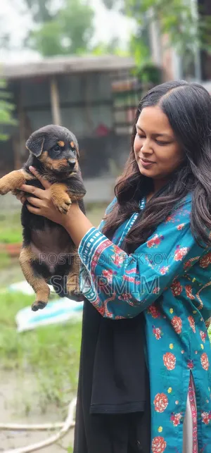 ১-৩ মাসের ফিমেল পিউরব্রেড রটওয়েলার