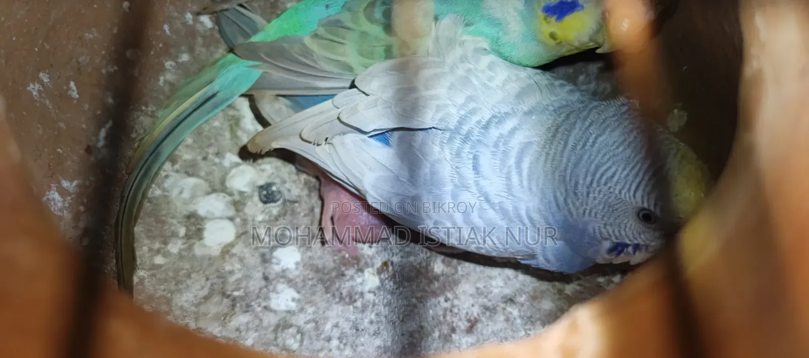 দুইটা বাজিগর পাখি।
