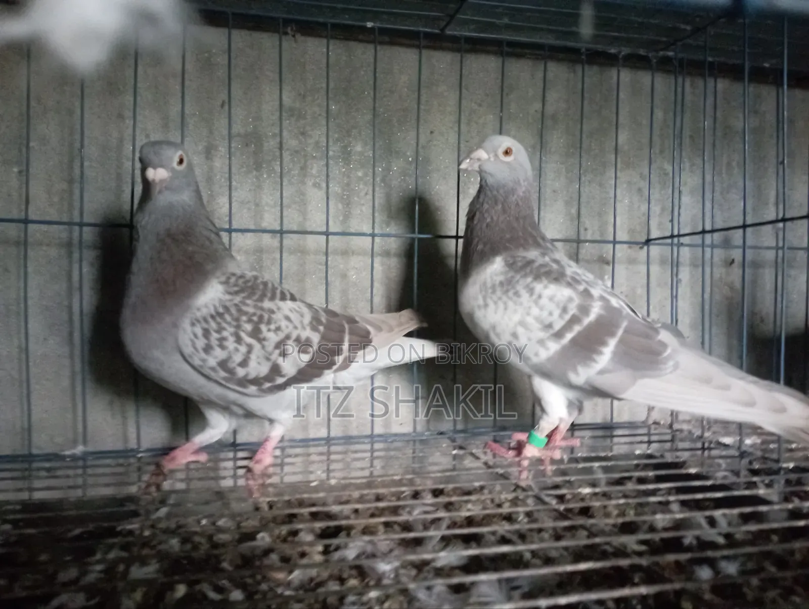 Racing Pigeon