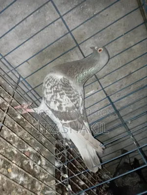 Racing Pigeon