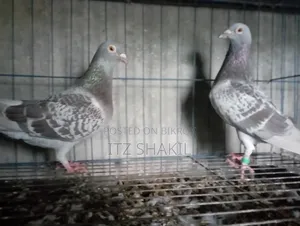 Racing Pigeon