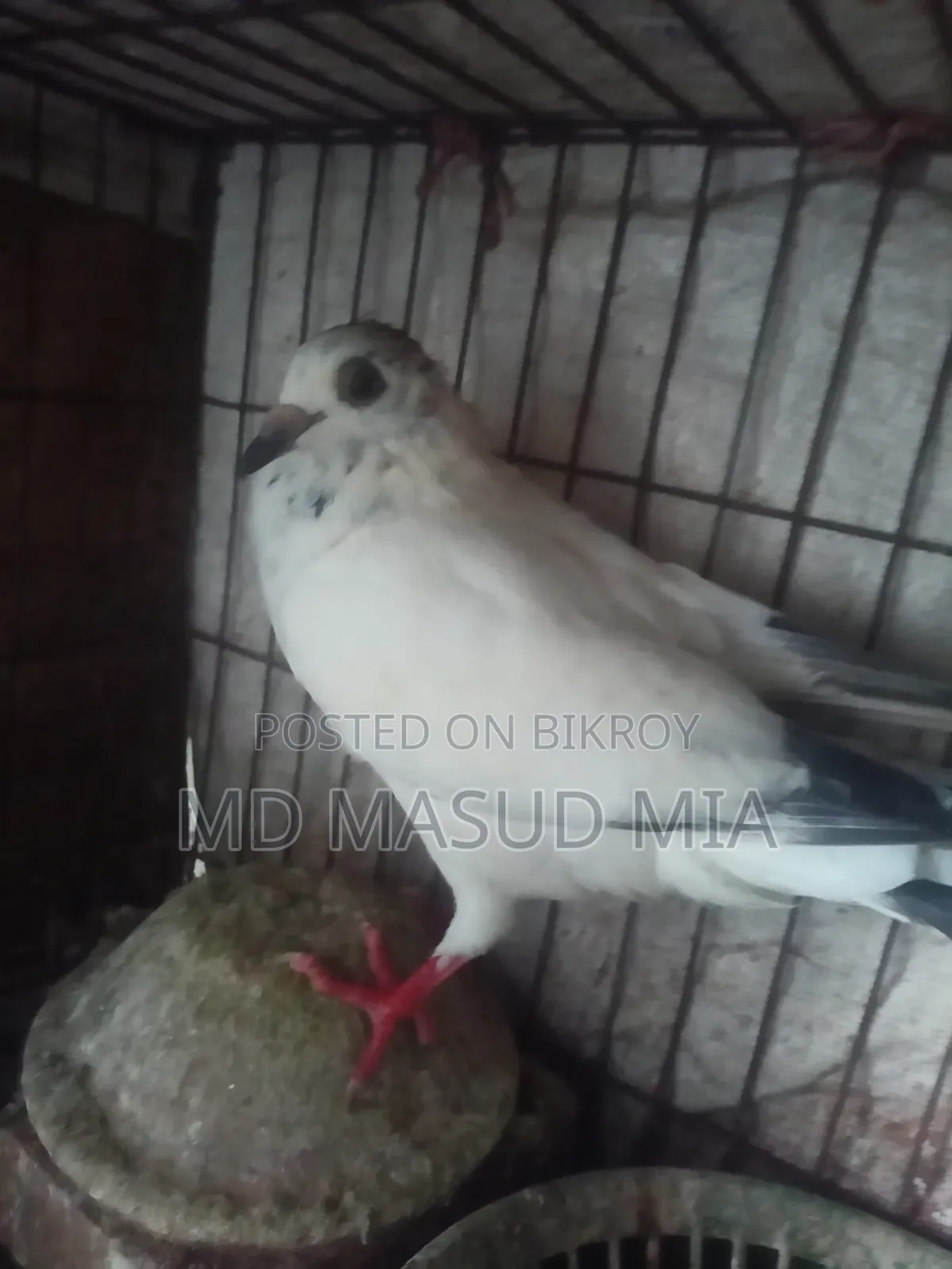 Female Pigeon