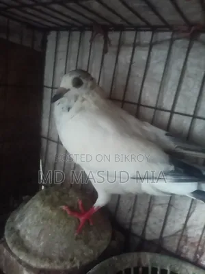 Female Pigeon