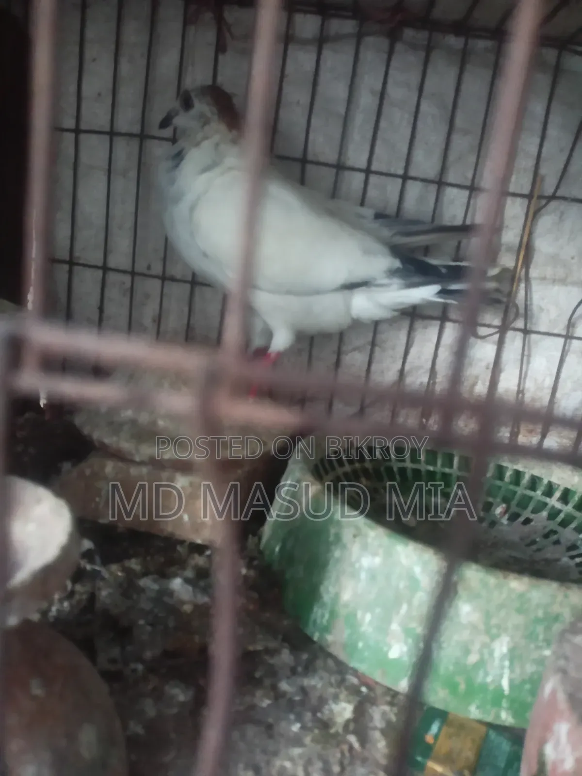 Female Pigeon