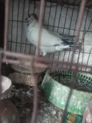 Female Pigeon
