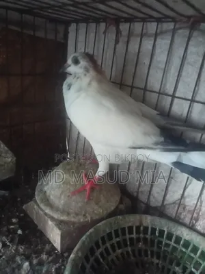 Female Pigeon