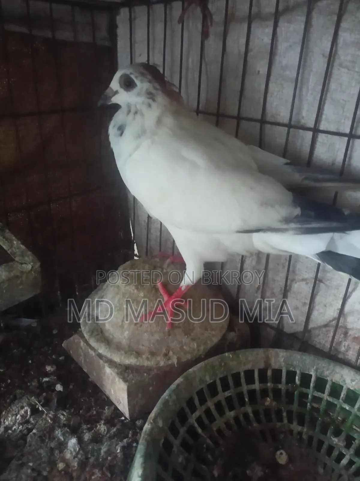 Female Pigeon