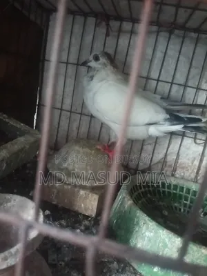 Female Pigeon