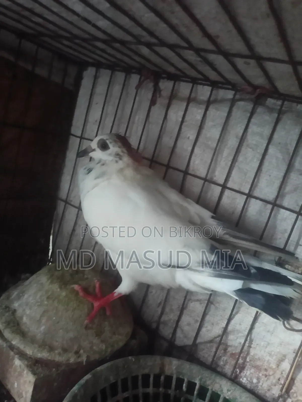 Female Pigeon