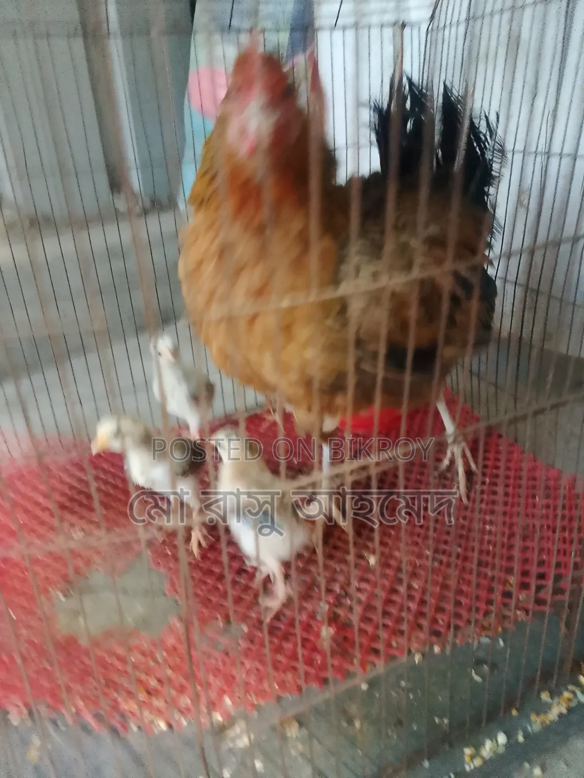 Deshi Hen with Chicks