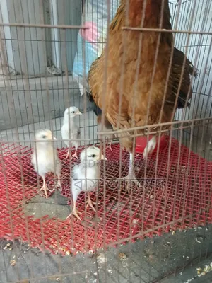 Deshi Hen with Chicks