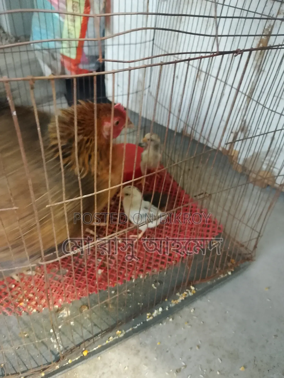 Deshi Hen with Chicks