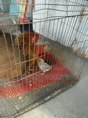 Deshi Hen with Chicks