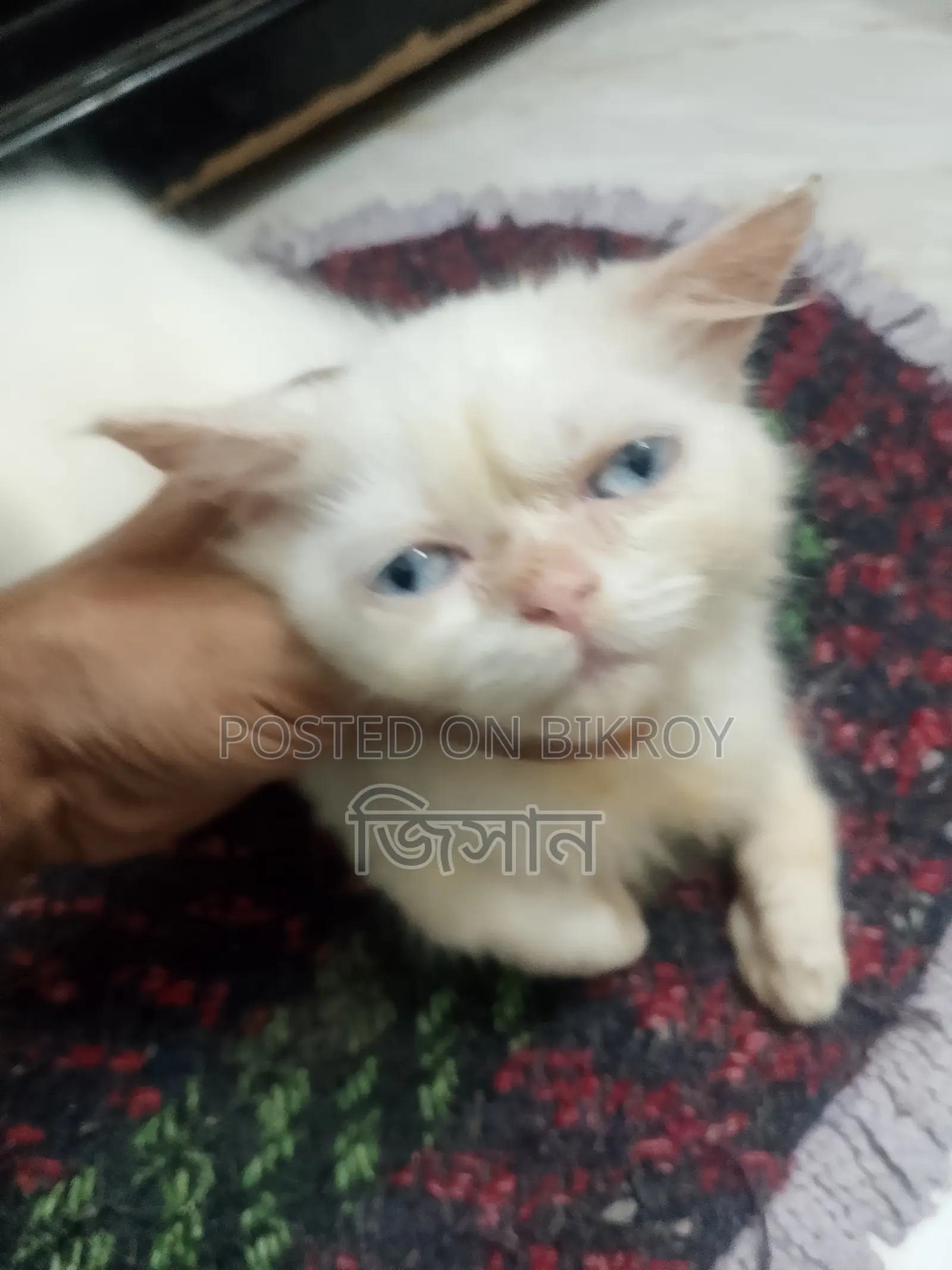 ১-৩ মাস বয়সী ফিমেল পিউরব্রেড পার্সিয়ান