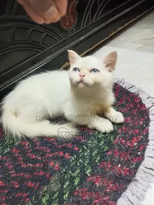 ১-৩ মাস বয়সী ফিমেল পিউরব্রেড পার্সিয়ান