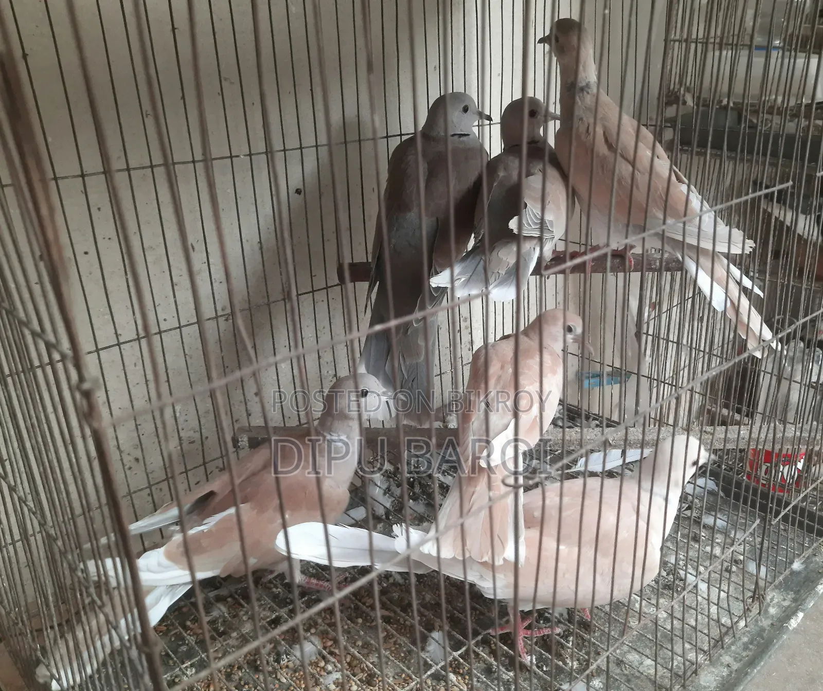 অস্ট্রেলিয়ান ঘুঘু বিক্রি করা হবে।