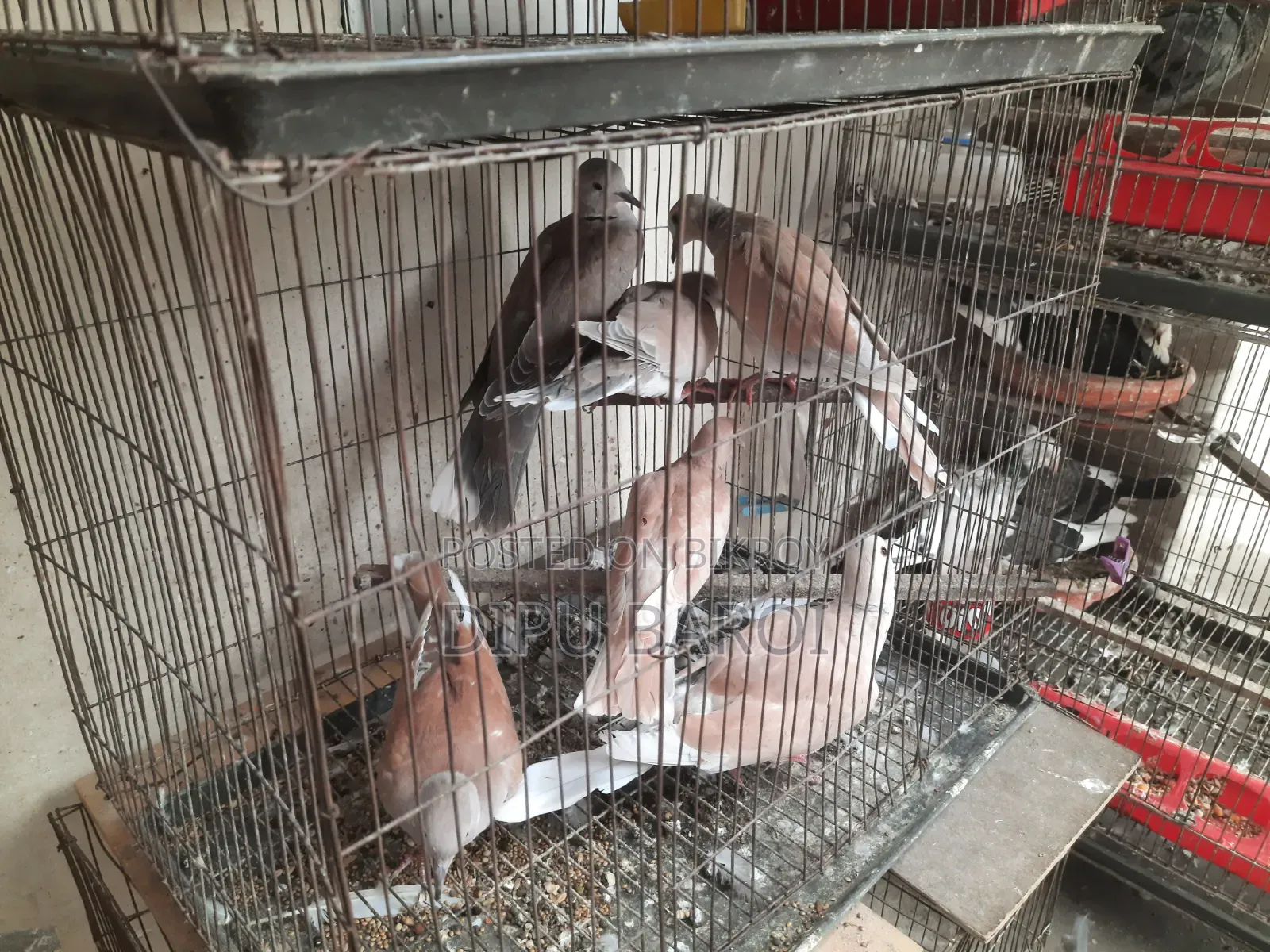অস্ট্রেলিয়ান ঘুঘু বিক্রি করা হবে।
