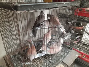অস্ট্রেলিয়ান ঘুঘু বিক্রি করা হবে।