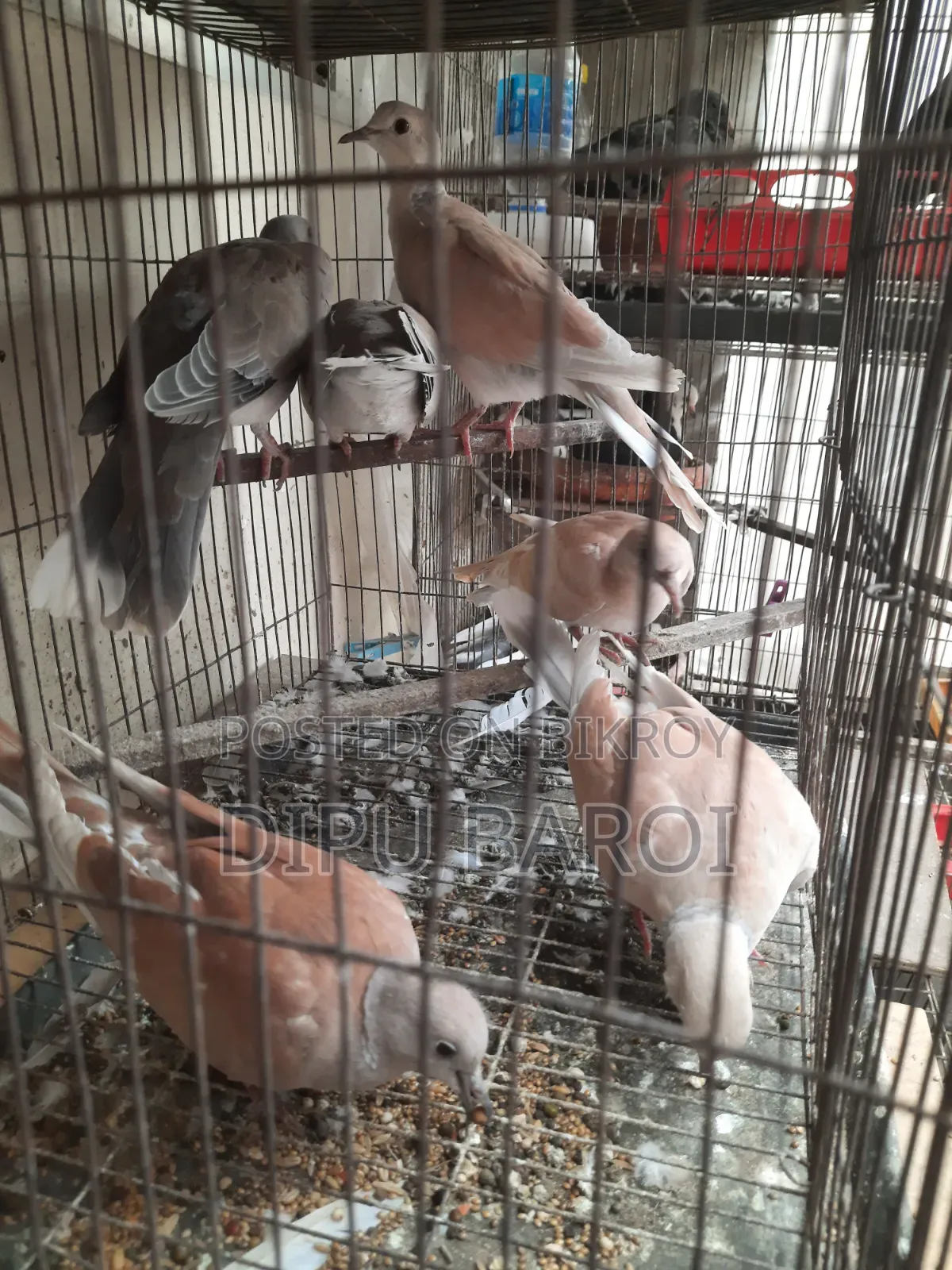 অস্ট্রেলিয়ান ঘুঘু বিক্রি করা হবে।