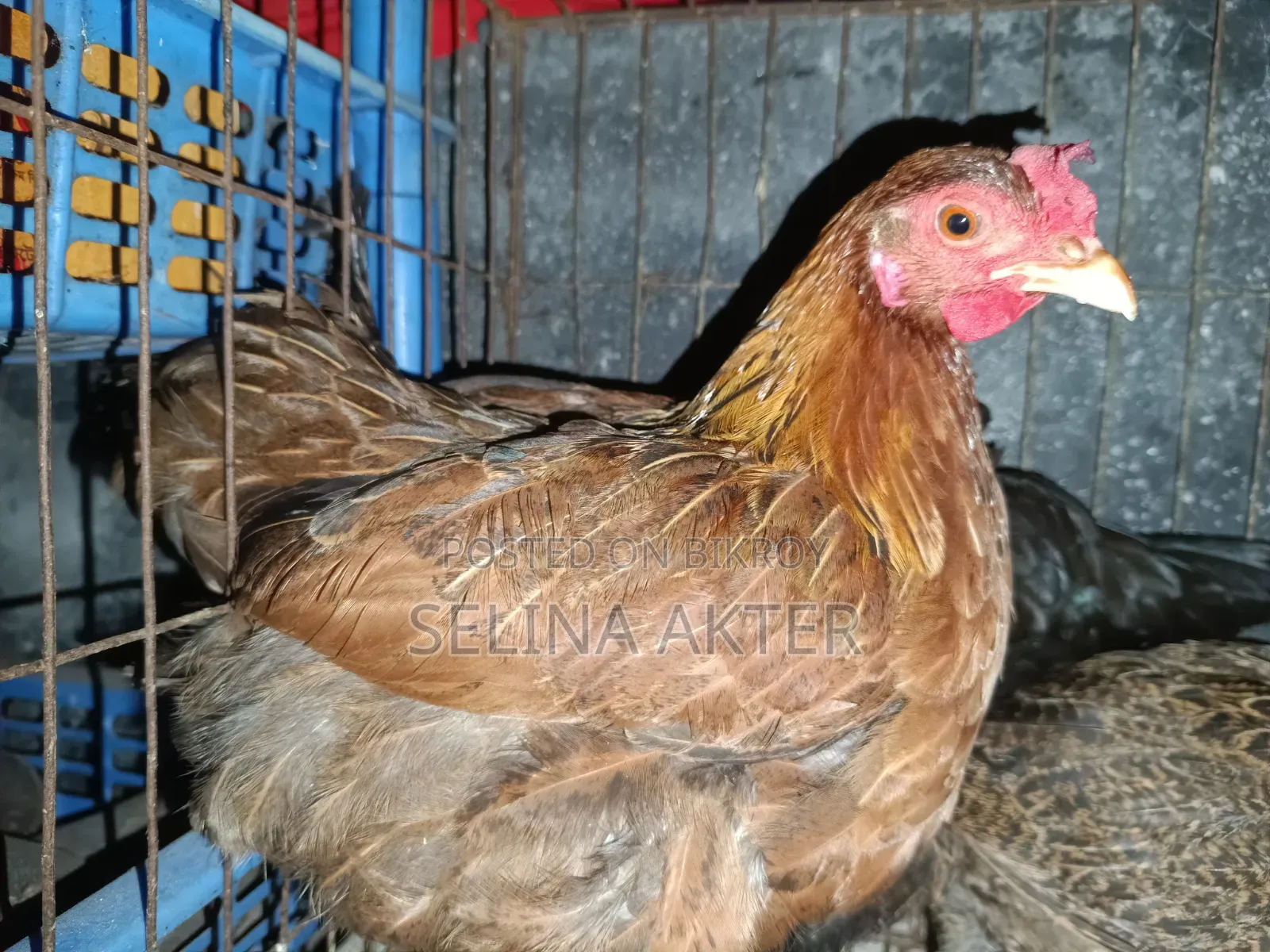 Running Egg Laying Local Hen