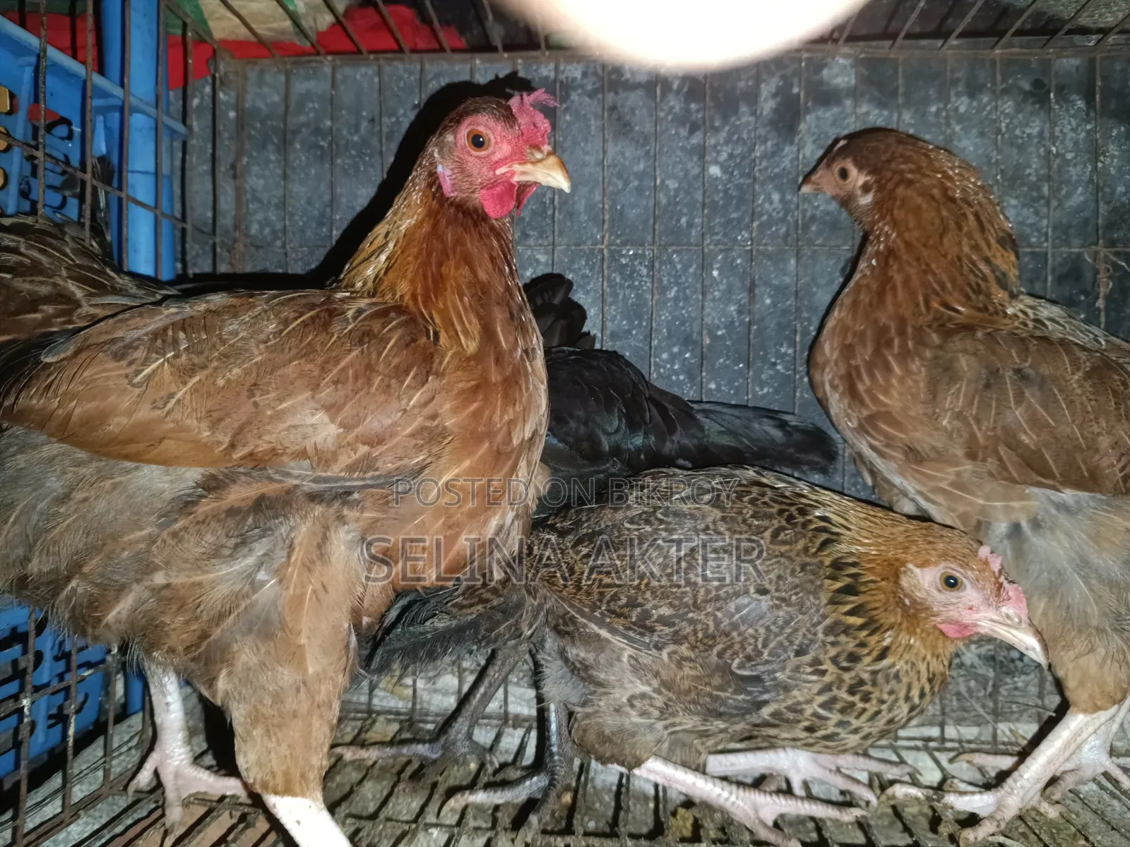 Running Egg Laying Local Hen