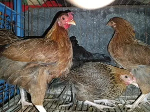 Running Egg Laying Local Hen