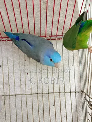 ফরপাস এডাল্ট পেয়ার