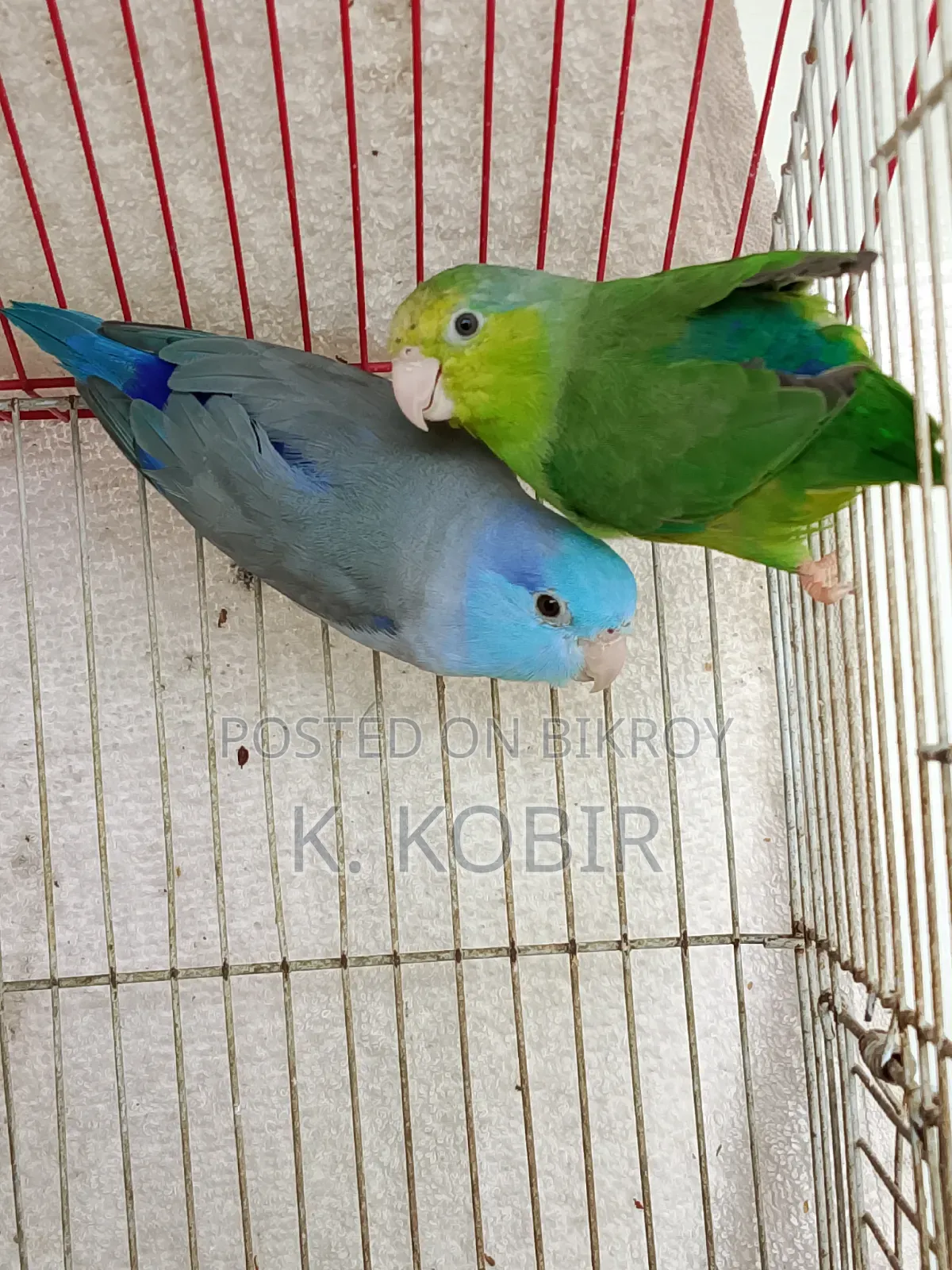 ফরপাস এডাল্ট পেয়ার