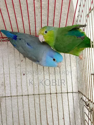 ফরপাস এডাল্ট পেয়ার