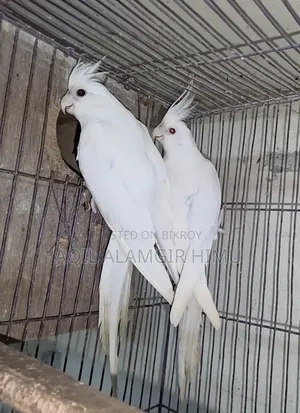 Albino Cockatiel Bird