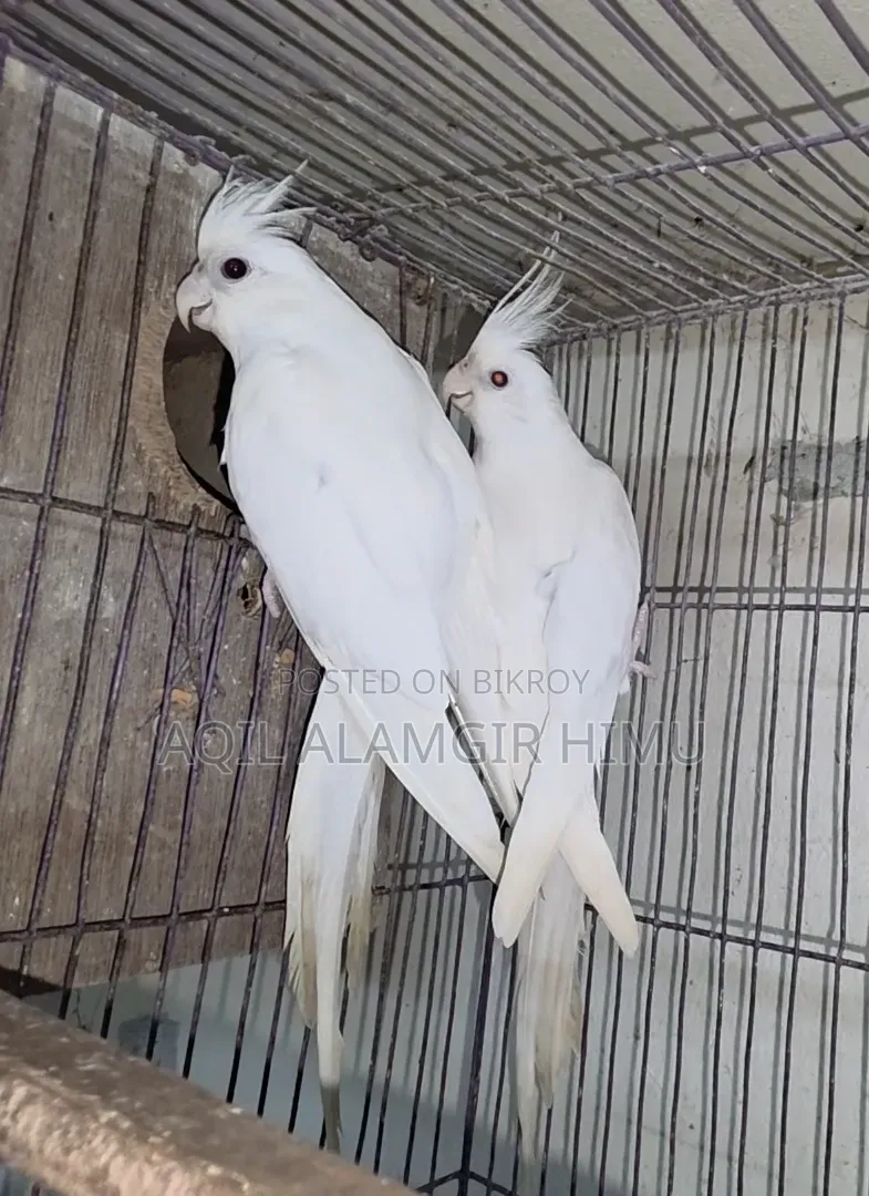 Albino Cockatiel Bird