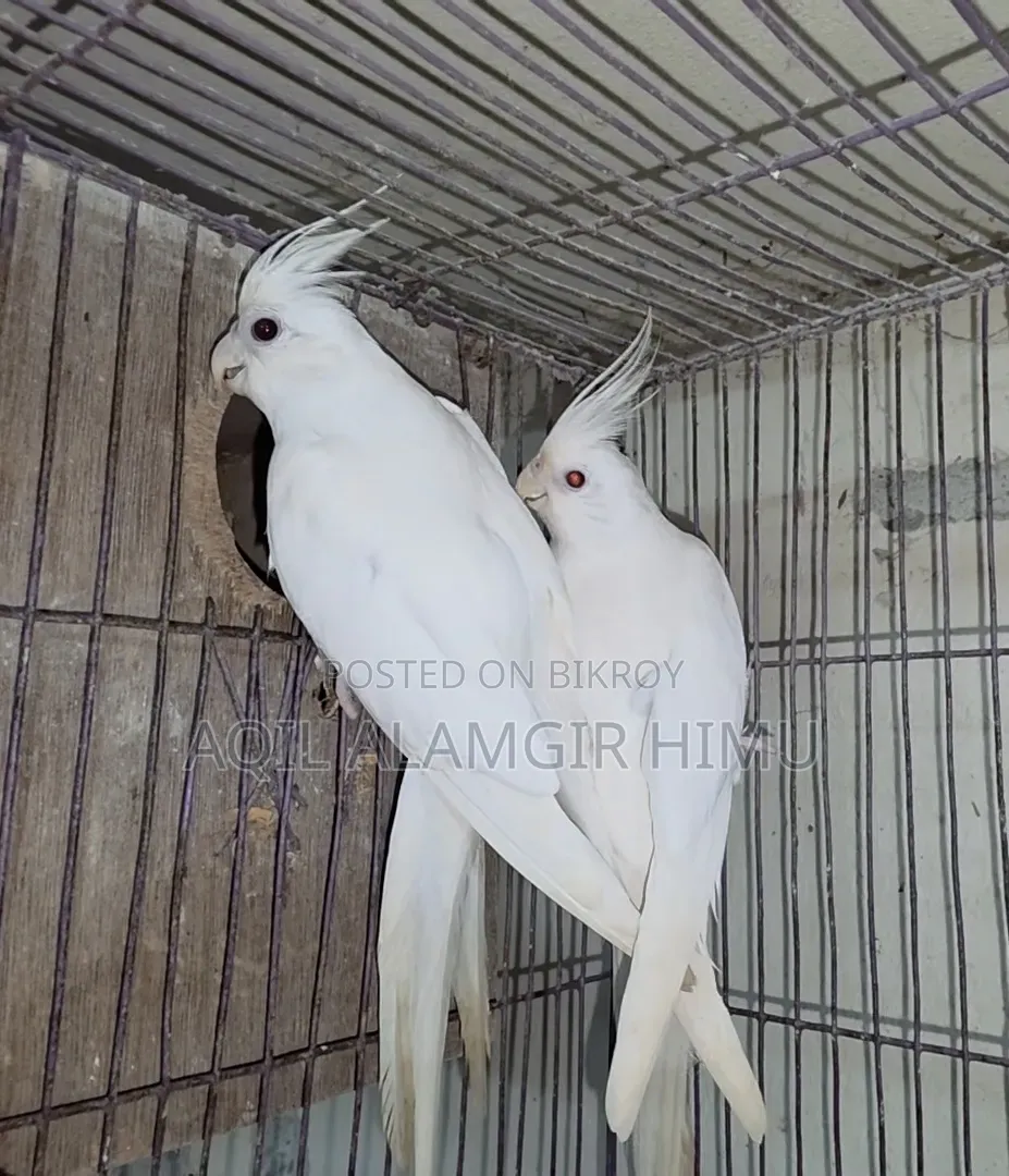 Albino Cockatiel Bird