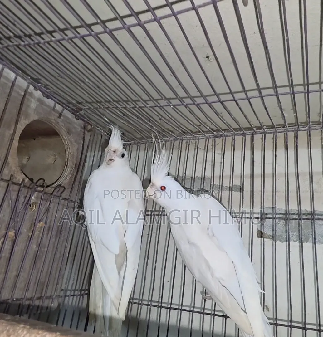 Albino Cockatiel Bird