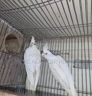 Albino Cockatiel Bird