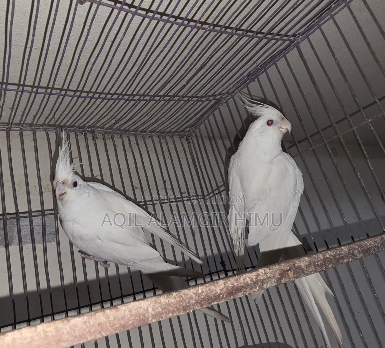 Albino Cockatiel Bird