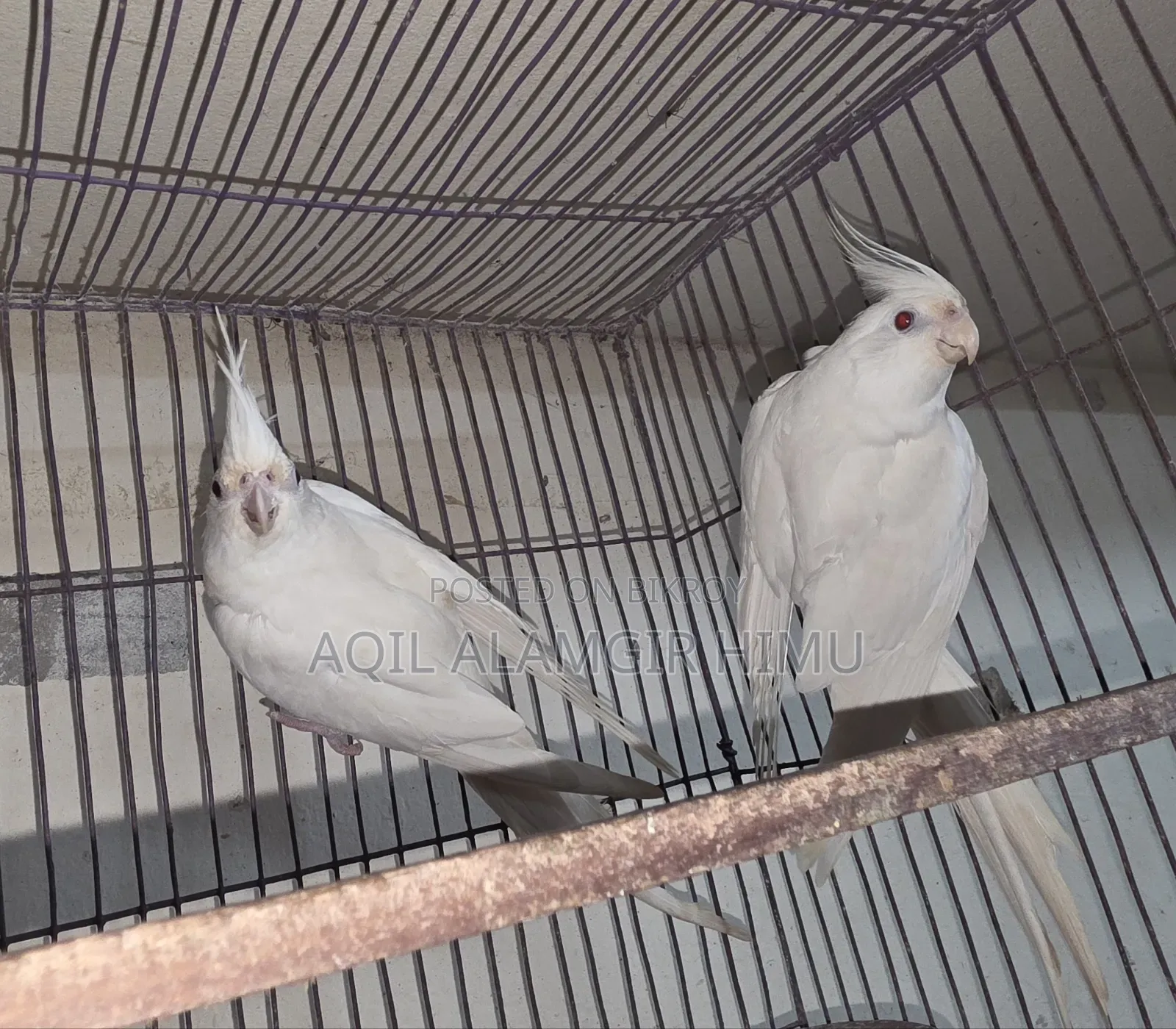 Albino Cockatiel Bird