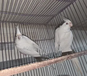 Albino Cockatiel Bird
