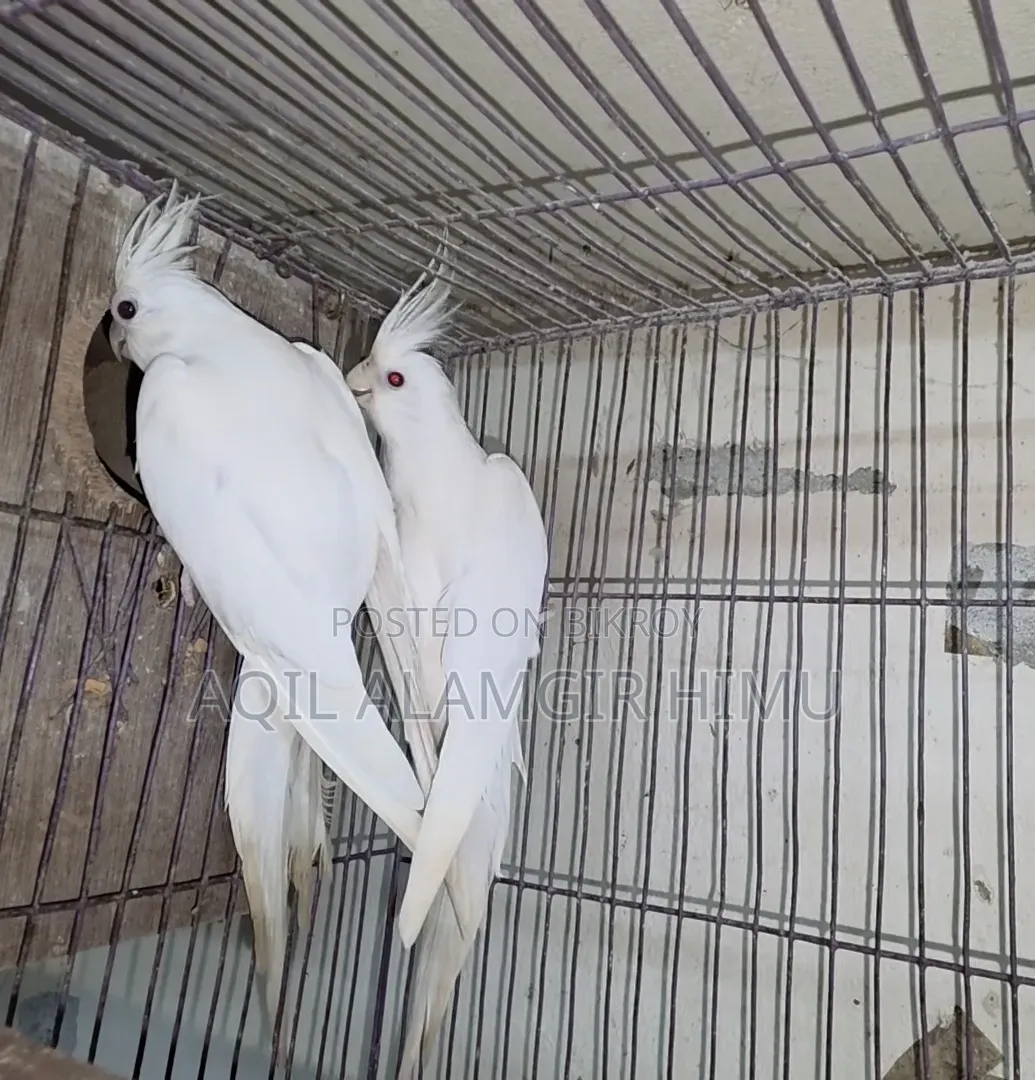 Albino Cockatiel Bird