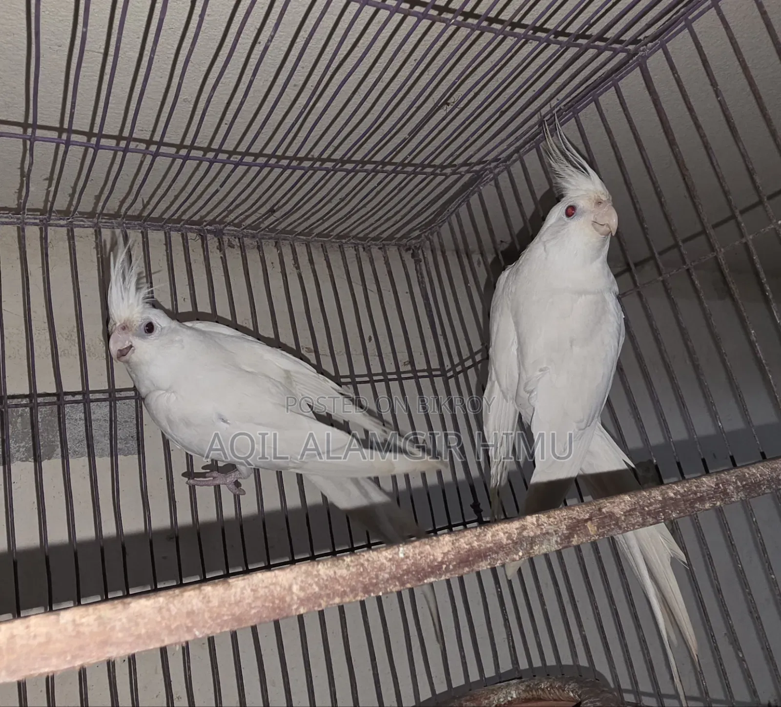 Albino Cockatiel Bird