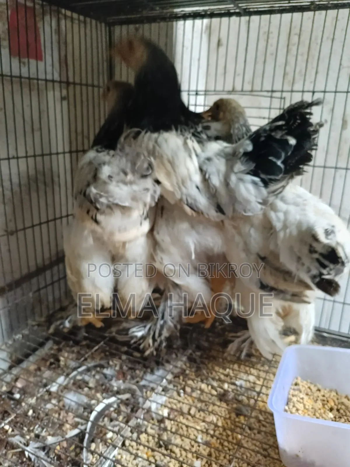 Brahma Chicken Set