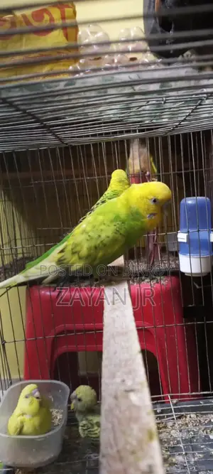 Budgerigar Running Pair With 3 Tame Size Babies