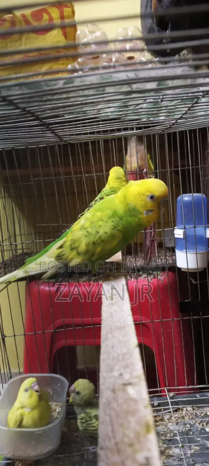 Budgerigar Running Pair With 3 Tame Size Babies