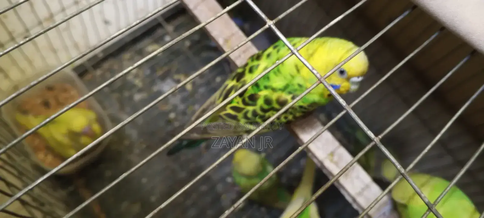 Budgerigar Running Pair With 3 Tame Size Babies